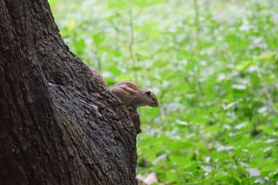 Close-up of squirrel on tree