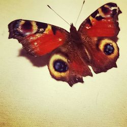 Close-up of butterfly