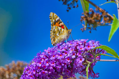 Close-up of butterfly pollinating on purple flower