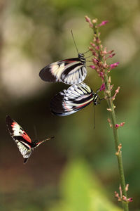 Mating dance of several piano key butterfly heliconius melpomene insects in a garden.