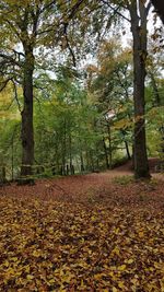 Trees growing in forest during autumn