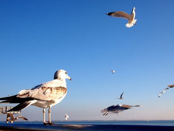 Seagull flying over water