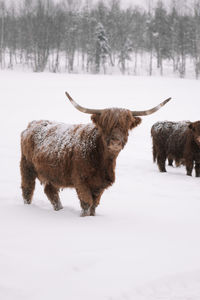 Sheep on snow covered field