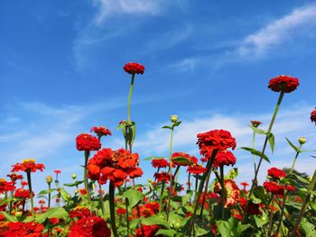 Low angle view of red poppy flowers against sky