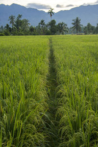 Scenic view of agricultural field against sky