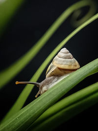 Close-up of snail on leaf