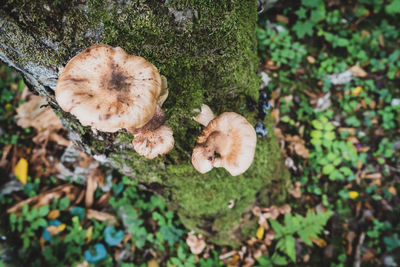 High angle view of mushrooms growing on field