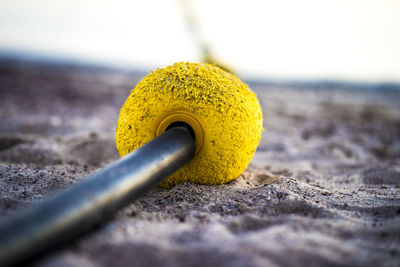 Close-up of yellow leaf on beach