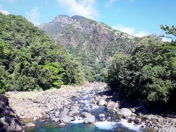 Scenic view of river amidst trees against sky