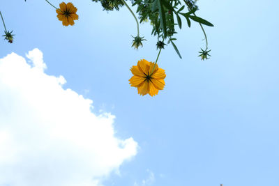 Low angle view of flowering plant against blue sky
