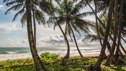 Palm trees by sea against sky