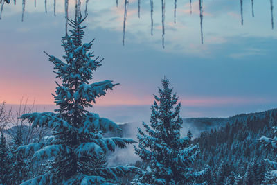 Trees on snow covered land against sky during sunset