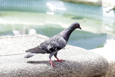 Close-up of seagull perching
