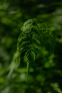 Close-up of fern leaves