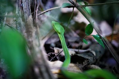 Close-up of plant