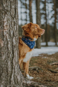 Young brown nova scotia duck tolling retriever in blue handkerchief with anchors