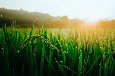 Close-up of wet grass on field during rainy season