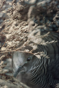 Close-up of a bird