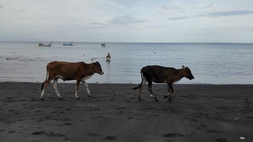 Horses on beach against sky