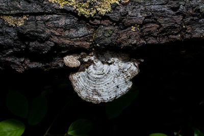 Close-up of mushroom growing on tree