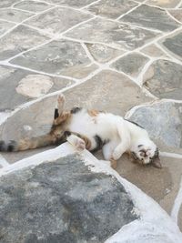 High angle view of cat relaxing outdoors