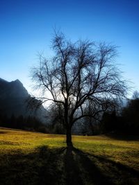 Bare trees on field against clear sky