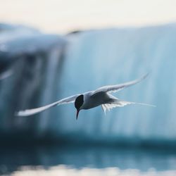 Close-up of bird flying over sea against sky