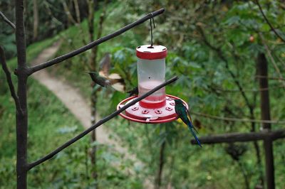 Close-up of bird perching on feeder