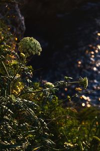 Close-up of fresh green plant in water