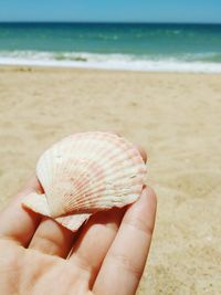 Hand holding seashell at the beach
