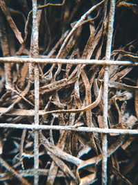 Close-up of dry plants in forest