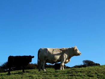 Cows grazing on field against clear blue sky