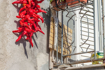 High angle view of red chili peppers