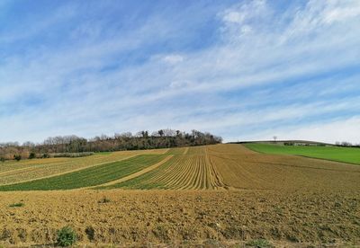 Scenic view of agricultural field against sky