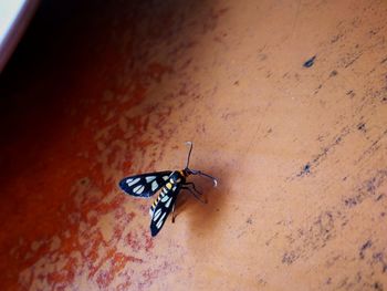 Close-up of insect on wall