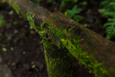 Close-up of moss growing on tree trunk
