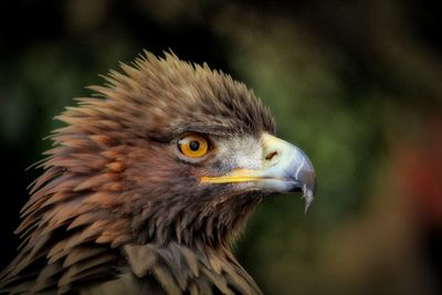 Close-up of eagle