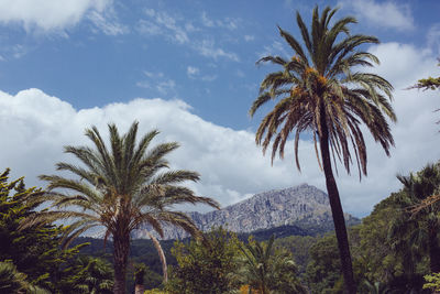 Low angle view of palm trees against sky