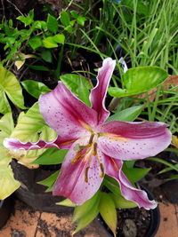 Close-up of wet pink flowers