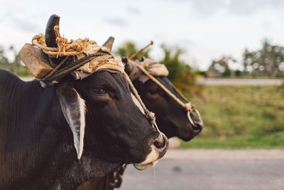 Close-up of a cow