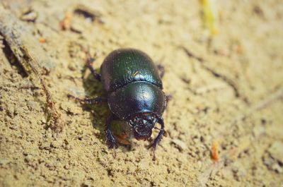 Close-up of insect on sand