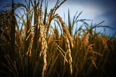 Close-up of wheat growing on field against sky