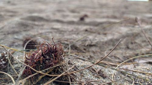 Close-up of dried plant on field