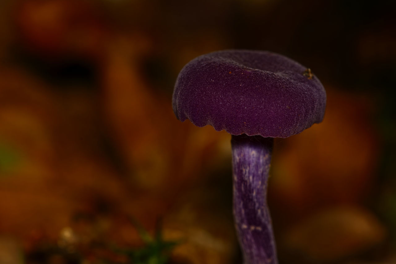 CLOSE-UP OF PURPLE MUSHROOM GROWING OUTDOORS