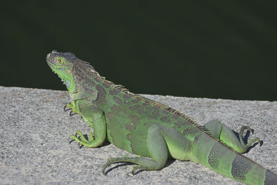 Close-up of lizard