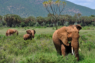 Sheep standing on field by trees against sky