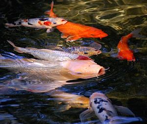 Fish in water