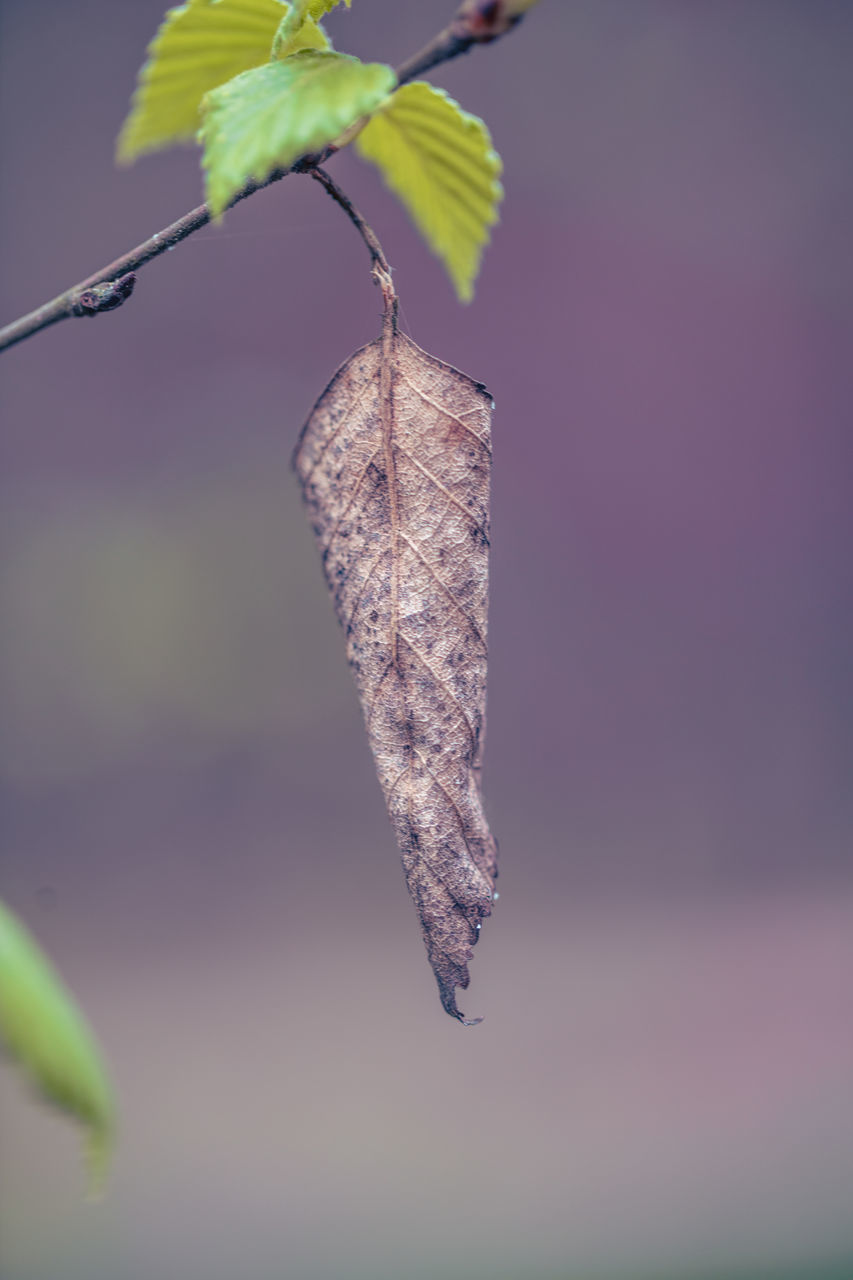 macro photography, leaf, plant, green, nature, close-up, no people, branch, focus on foreground, insect, flower, beauty in nature, plant stem, plant part, yellow, animal, animal themes, outdoors, tree, one animal, hanging, animal wildlife, fragility, wing, day, freshness, twig, wildlife, growth, hummingbird, flowering plant