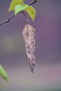 macro photography