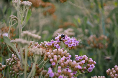 Close-up of bee pollinating on purple flower